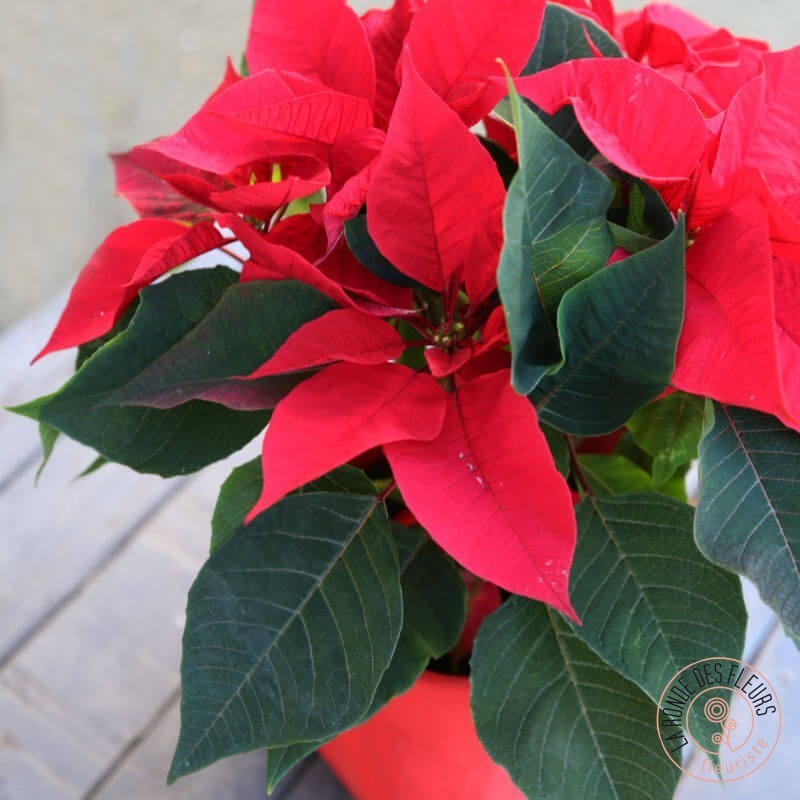 Etoile de Noël Poinsettia plante fleurie La Ronde des Fleurs