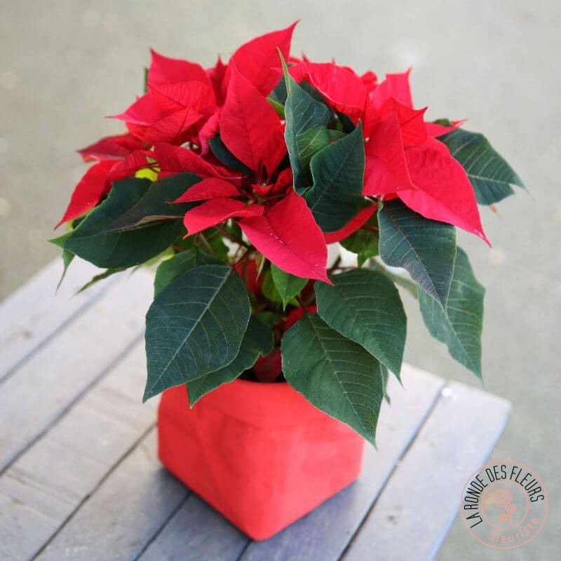 poinsettia La Ronde des Fleurs