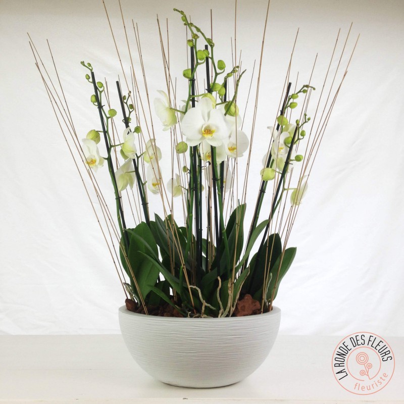 coupe d'orchidées blanches la ronde des fleurs