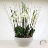 coupe d'orchidées blanches la ronde des fleurs