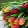 bouquet de tulipes colorées-La ronde des fleurs- Rennes