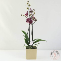 Orchidée mauve