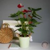 plante d'intérieur anthurium rouge dans son cache-pot