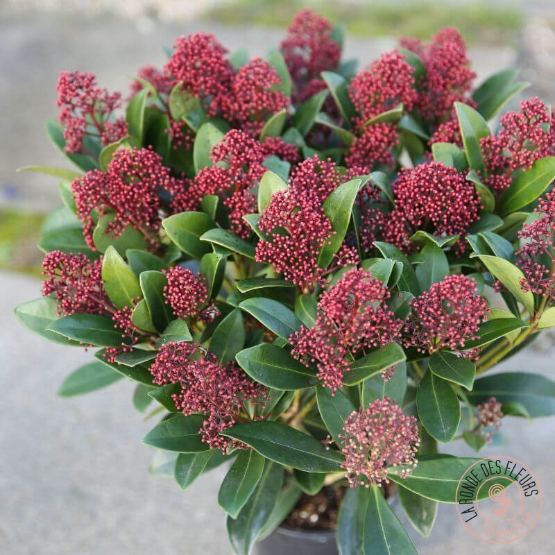 skimmia japonica plante d'extérieur à feuillage persistant