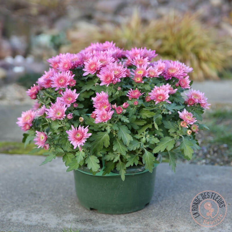 chrysanthème pompon rose toussaint rennes