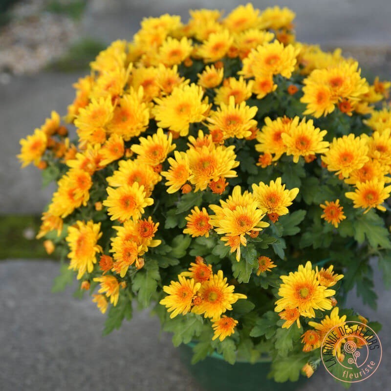 chrysanthème pompon orange mordoré toussaint rennes