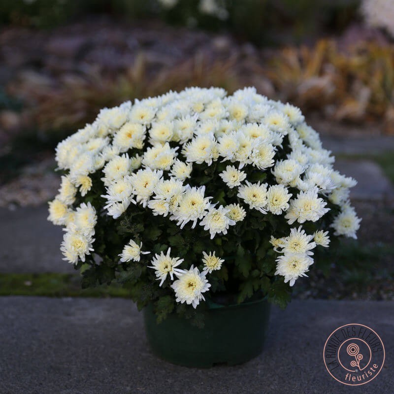 chrysantheme petites fleurs blanches rennes