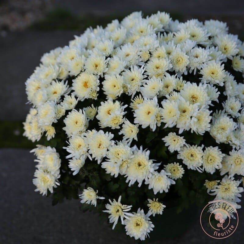 chrysanthème pompon blanc pour livraison  cimetière rennes toussaint