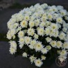 chrysanthème pompon blanc pour livraison  cimetière rennes toussaint