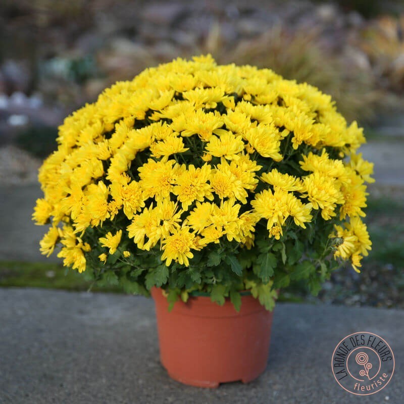 chrysanthème pompon jaune pour la toussaint rennes