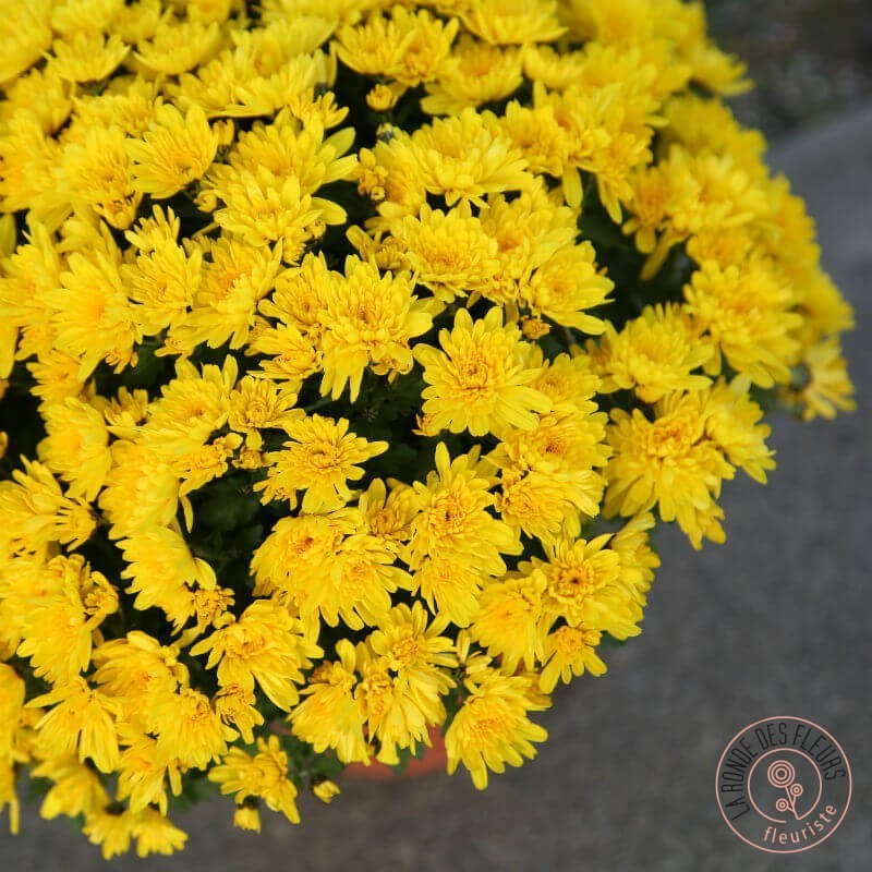 chrysanthème pompon jaune pour la toussaint rennes