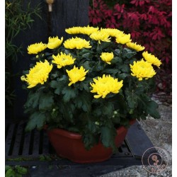 coupe de chrysanthemes grandes fleurs  toussaint  cimetiere rennes