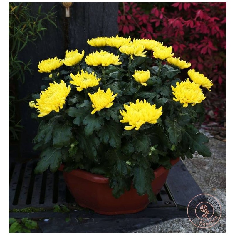 coupe de chrysanthemes grandes fleurs  toussaint  cimetiere rennes