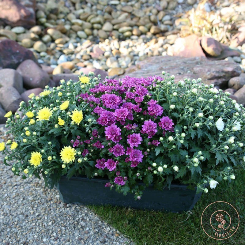 jardiniere chrysantheme la ronde des fleurs