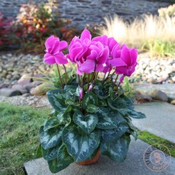 Cyclamen en pot