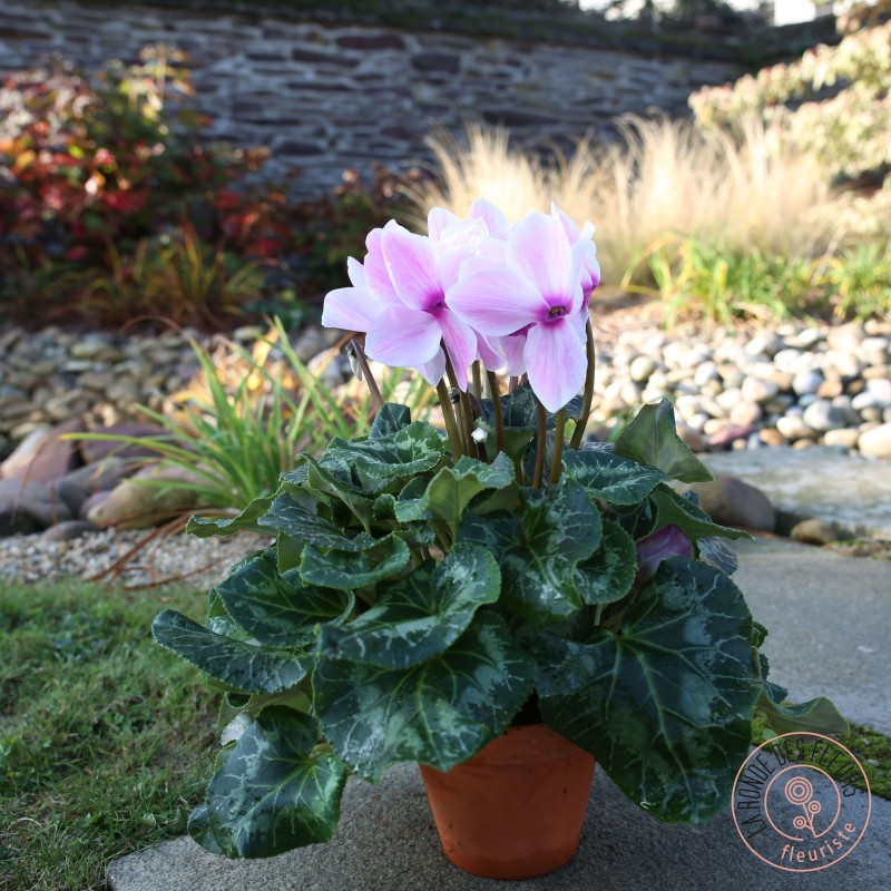 Cyclamen en pot