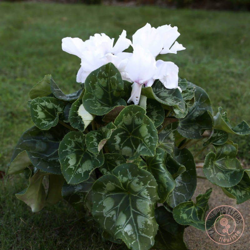 Cyclamen en pot