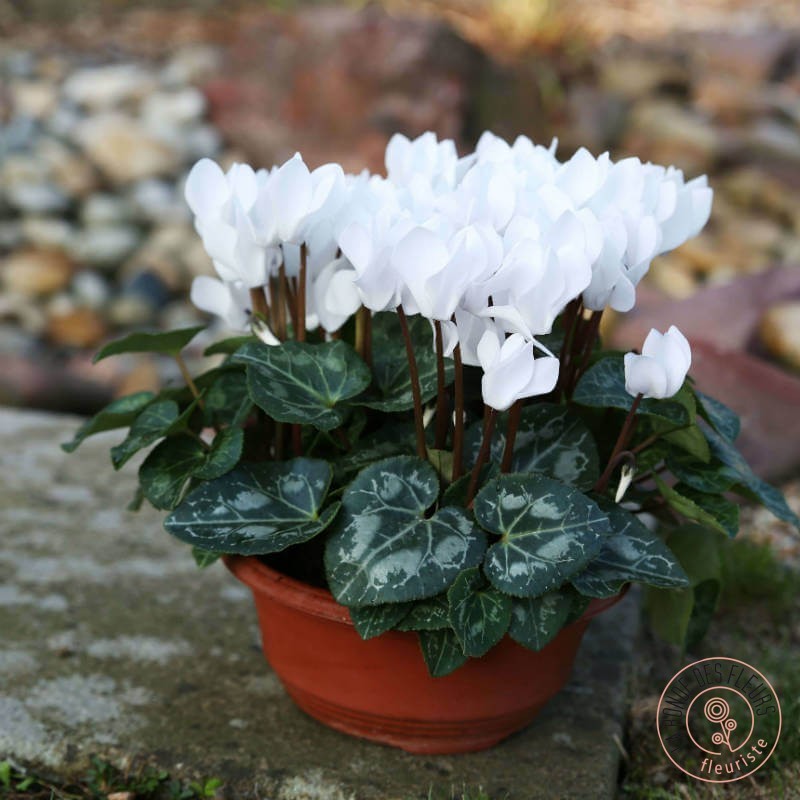 coupe de mini cyclamen de perse pour le jardin livraison rennes