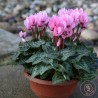 coupe de mini cyclamen de perse pour le jardin livraison rennes