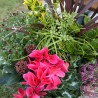 jardin coloré coupe de plantes fleuries et vertes pour cérémonie