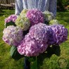 Hortensia