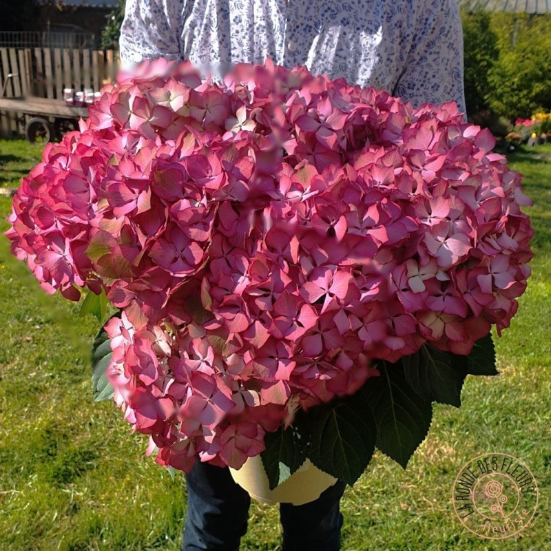 Hortensia