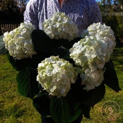 Hortensia