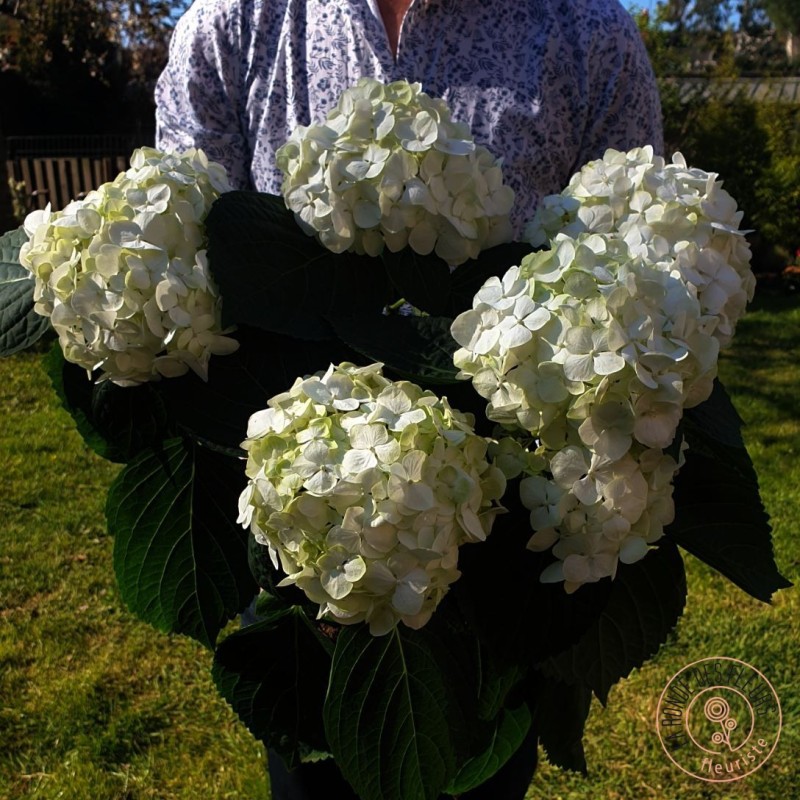 Hortensia