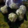 Hortensia