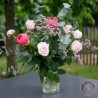 Rose pivoine