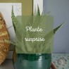 plante surprise nous sélectionnons la plus belle plante en boutique