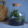 terrarium jurassic cadeau pour végétaliser votre intérieur