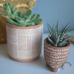 duo de succulentes