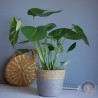 monstera  deliciosa plante verte d'intérieur livraison rennes