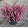 Bruyère calluna