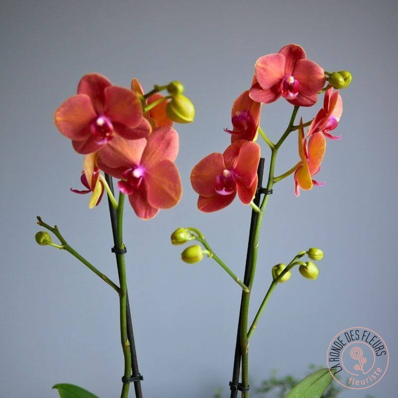 Orchidée Orange – Exotisme et Éclat _la ronde des fleurs