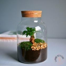 terrarium en forme de bouteille évasée avec son bouchon en liège